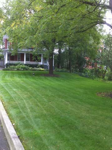 Striped residential lawn with mature tree